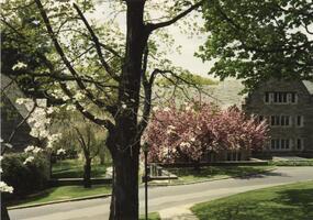 Rhoads Hall with cherry blossoms