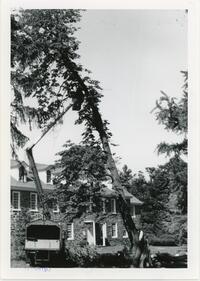 Felled tree in Front of Wyndham Alumnae House
