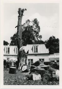 Felled tree in Front of the back patio of Wyndham Alumnae House