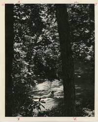 Student studying under a tree