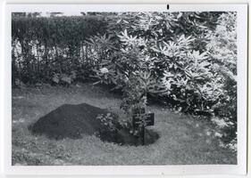 Russian Center tree planting, summer 1977