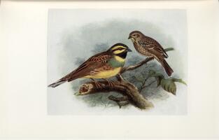 Cirl Bunting