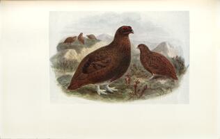 Red Grouse