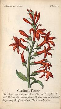 Cardinal Flower