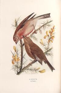 Linnet