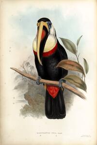 Inca Toucan