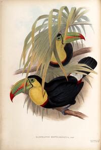 Short-billed Toucan