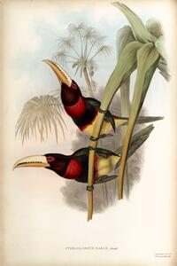 Duchess of Leuchtenber's Aracari