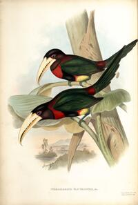 Yellow-billed Aracari