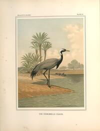 Demoiselle Crane