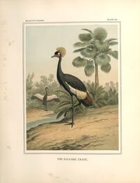 Balearic Crane