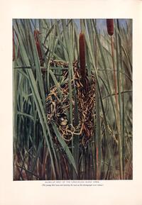 Globular Nest of the Long-billed Marsh Wren