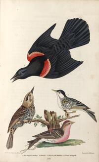 Starlings and Warblers