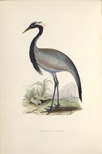 Demoiselle Crane