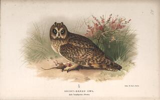 Short-eared Owl