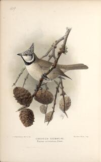 Crested Titmouse