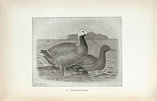 Emperor Goose