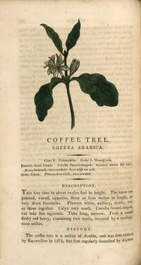 Coffee Tree