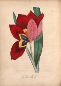 Scarlet Tulip