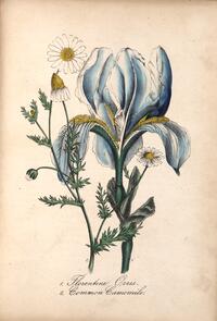 Florentine Orris and Common Camomile