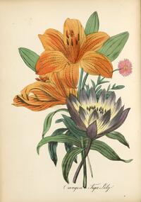 Orange or Tiger Lily