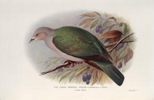 Green Imperial Pigeon