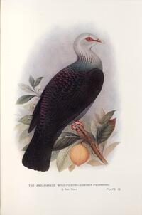 Andamanese Wood Pigeon