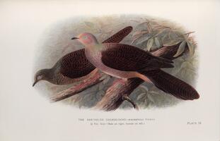 Bar-tailed Cuckoo Dove