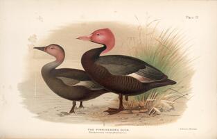 Pink-headed Duck