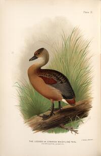 Common Whistling Teal