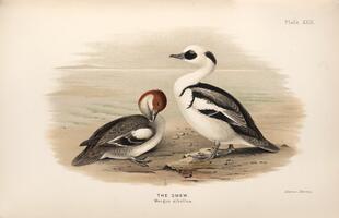 Smew