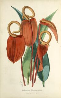 Anthurium scherzerianum