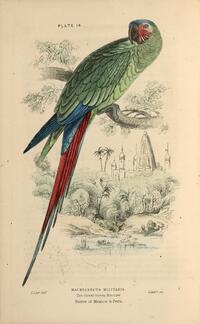 Great Green Macaw