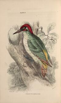 Green Woodpecker