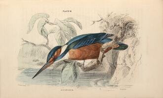 Kingfisher