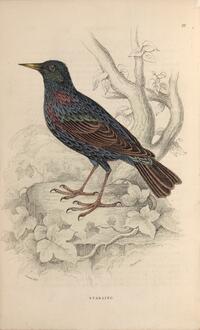 Starling