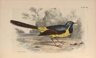 Grey Wagtail