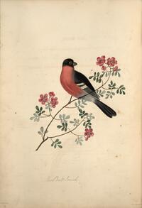 Bull Finch