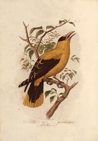 Sharp-billed Oriole