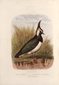 Lapwing