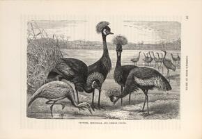 Crowned, Demoiselle and Common Cranes