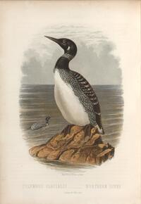 Northern Diver