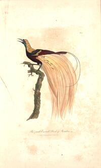 Small Emerald Bird of Paradise