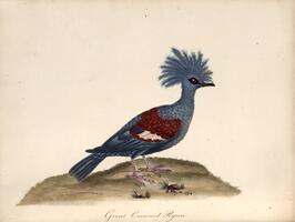 Great Crowned Pigeon