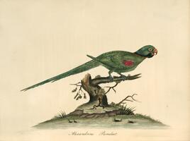 Alexandrine Parakeet