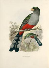 Trogon roseigaster