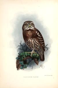 Glaucidium nanum