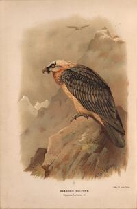 Bearded Vulture