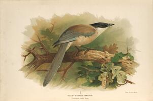 Blue-winged Magpie