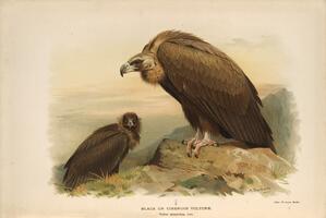 Black or Cinerous Vulture